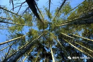 新西蘭經濟林木瑰寶 輻射松（Radiata Pine）